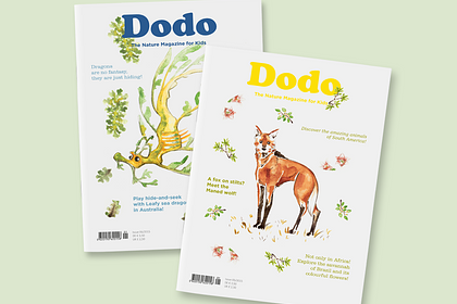 Magazine « Dodo » 