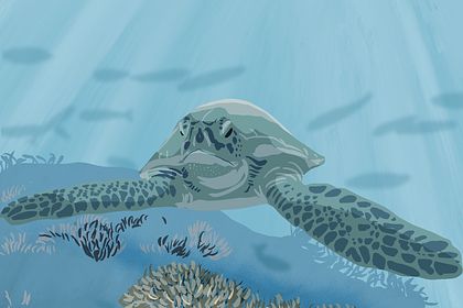 Illustration sea ​​turtle